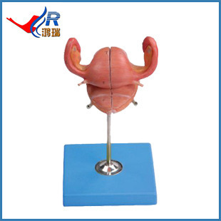 醫藥教學器材批量生產 子宮解剖模型HR/A15109，性價比與品質兼備